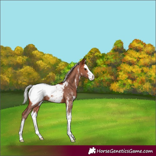 Horse Color:Silver Bay Sabino Splash Appaloosa 