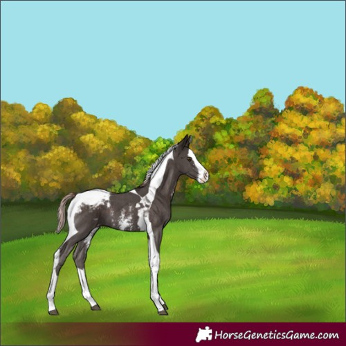 Horse Color:Liver Chestnut Sabino Splash Tobiano Appaloosa