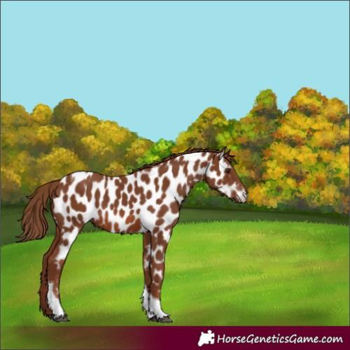 Horse Color:Chestnut Tobiano Appaloosa 