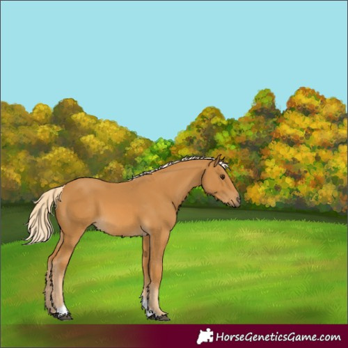 Horse Color:Palomino Tobiano 