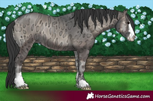 Horse Color:Blue Onyx Ice Rabicano