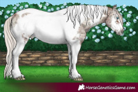 Horse Color:Silver Brown Ice Onyx Sabino Tobiano Frame Rabicano 