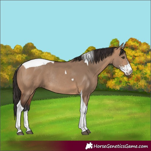 Horse Color:Bay Dun Sabino Tobiano Rabicano 