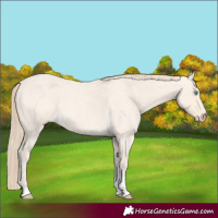 Horse Color:Perlino Roan Tobiano