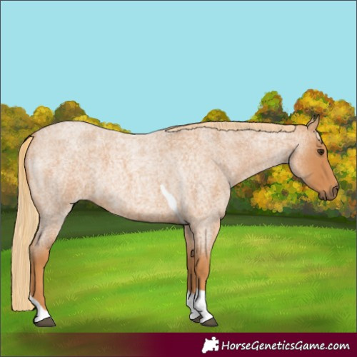 Horse Color:Red Roan Tobiano 