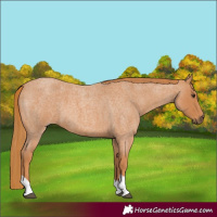 Horse Color:Red Roan Tobiano 