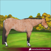 Horse Color:Bay Roan Tobiano 