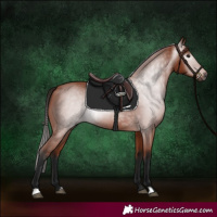 Horse Color:Gray Bay 
