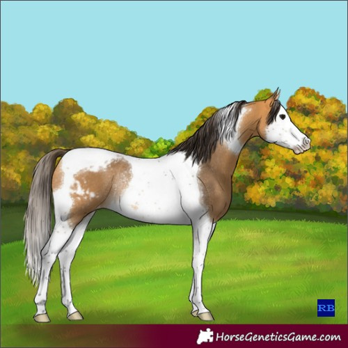 Horse Color:Buckskin Splash Tobiano Blanket Rabicano