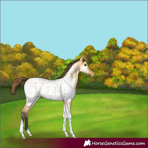 Horse Color:Buckskin Dun Tobiano Appaloosa