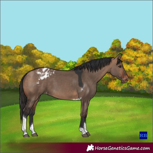 Horse Color:Bay Dun Tobiano Appaloosa