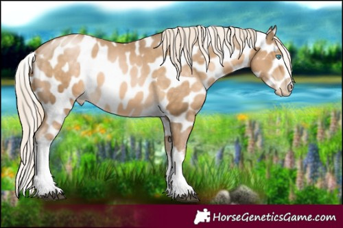 Horse Color:White Spotted Liver Chestnut Snowdrop Mushroom Appaloosa 