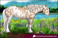 Horse Color:White Spotted Liver Chestnut Snowdrop Mushroom Near Leopard