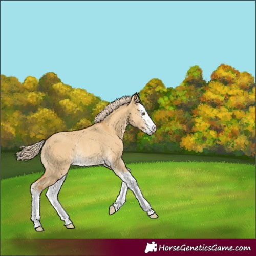 Horse Color:Palomino Dun Sabino Splash Rabicano