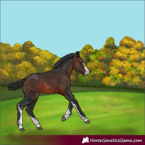 Horse Color:Brown Sabino