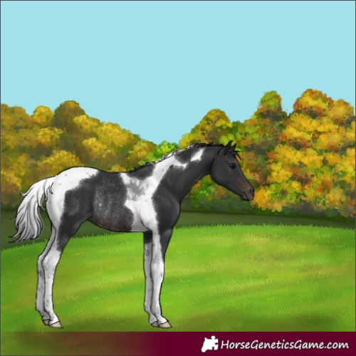 Horse Color:Brown Tobiano Rabicano