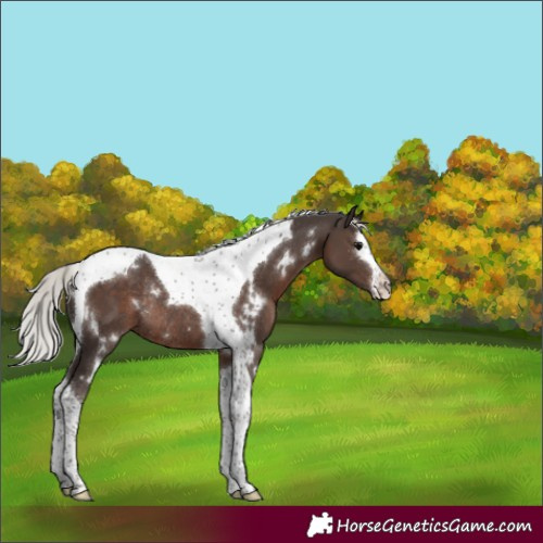 Horse Color:White Spotted Silver Black Splash Tobiano Rabicano