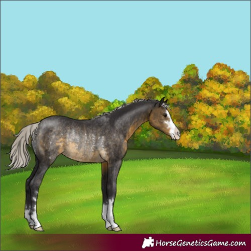 Horse Color:Silver Buckskin Rabicano 