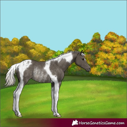 Horse Color:Silver Smoky Black Tobiano Rabicano 