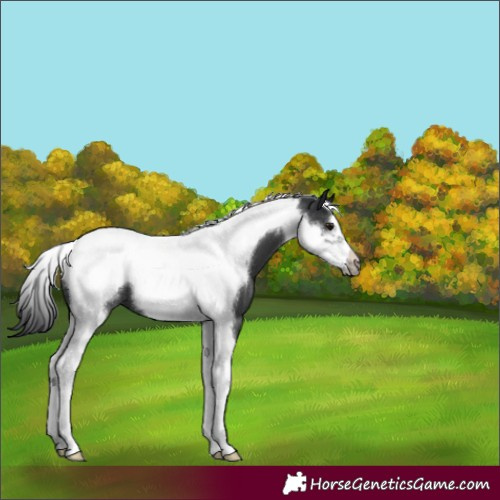 Horse Color:Black Tobiano Frame 