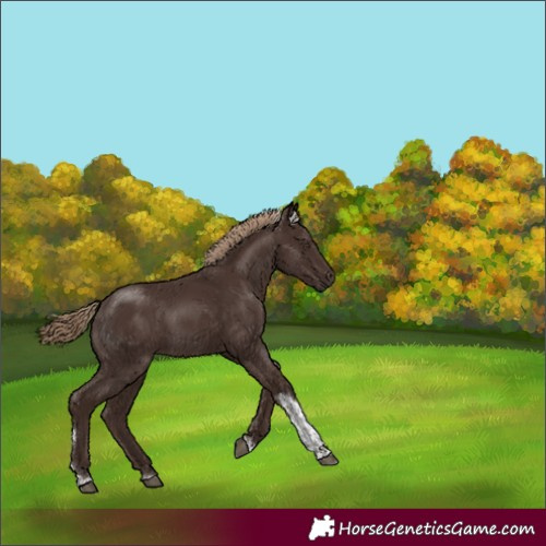 Horse Color:Liver Chestnut Tobiano Rabicano