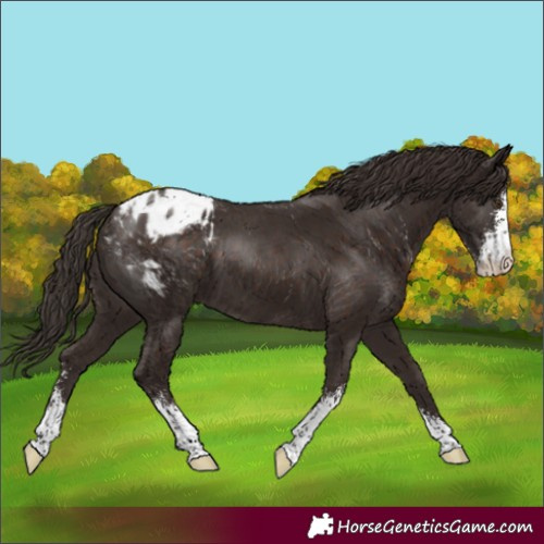Horse Color:Liver Chestnut Sabino Appaloosa