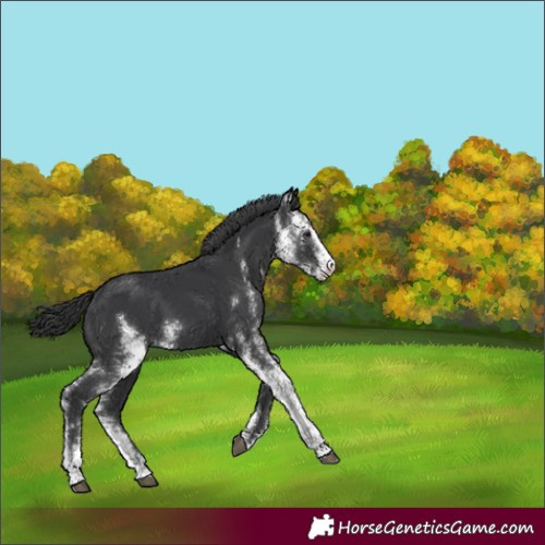 Horse Color:Black Sabino 