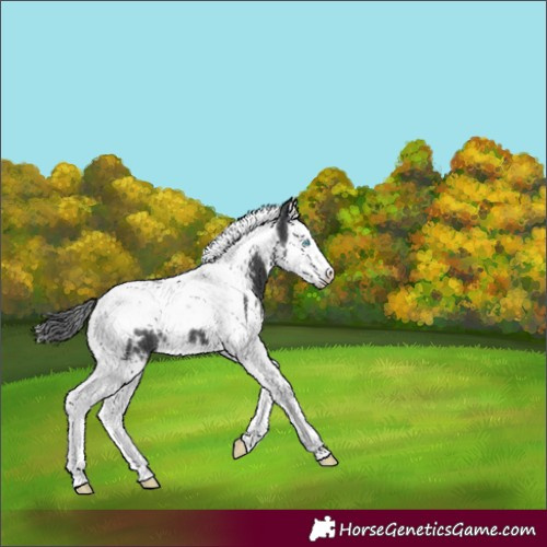 Horse Color:White Spotted Black Splash Tobiano
