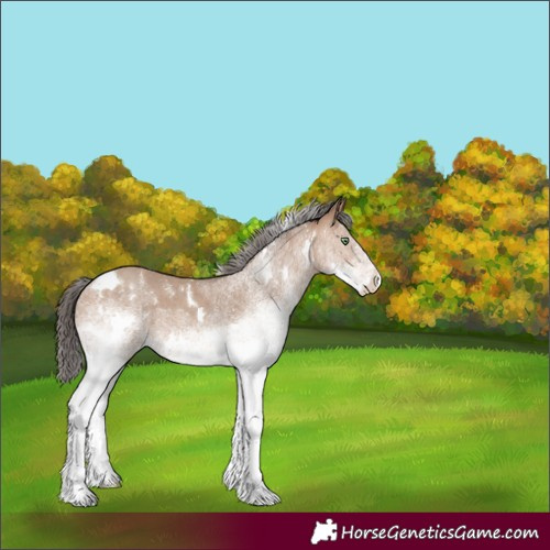 Horse Color:White Spotted Sable Champagne 