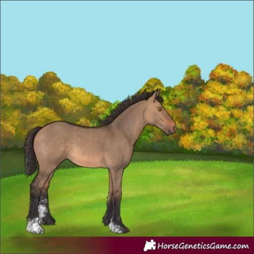 Horse Color:Bay Dun Sabino