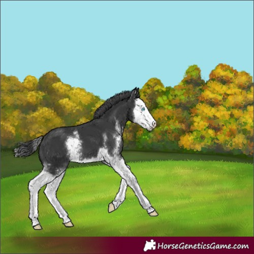 Horse Color:Black Sabino Splash 