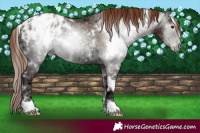 Horse Color:Gray White Spotted Classic Champagne Ice Pearl Onyx Blanket