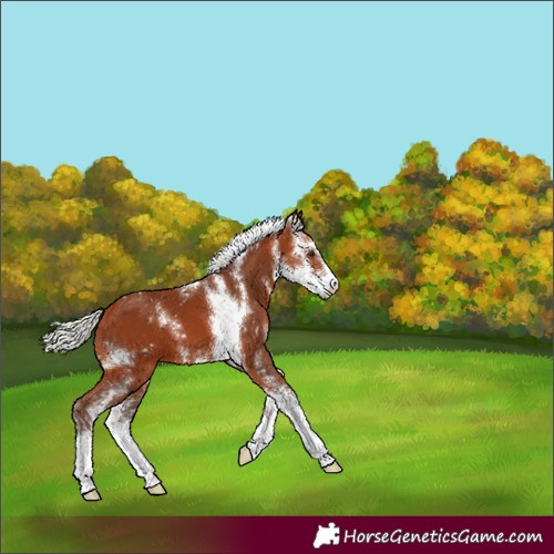 Horse Color:Silver Bay Sabino