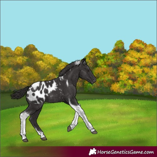 Horse Color:Smoky Black Tobiano Appaloosa