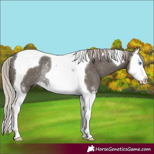 Horse Color:Silver Black Sabino Splash Tobiano Rabicano