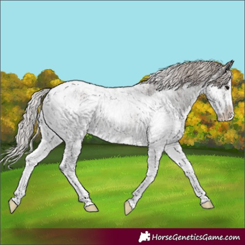 Horse Color:White Spotted Silver Black Tobiano