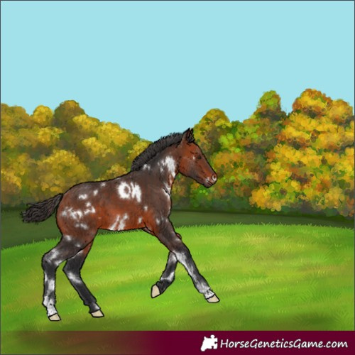 Horse Color:White Spotted Bay