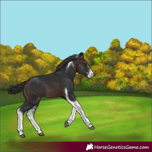 Horse Color:Brown Sabino Tobiano 