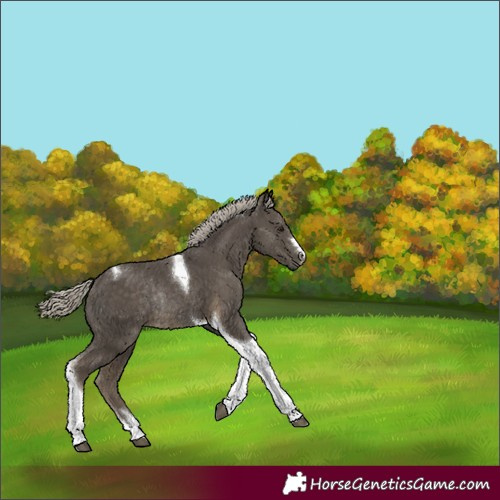 Horse Color:Silver Smoky Black Tobiano Rabicano 