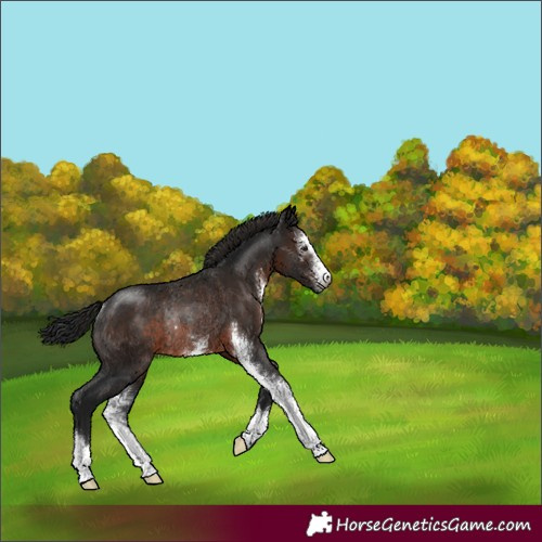 Horse Color:Gray Brown Sabino Rabicano 