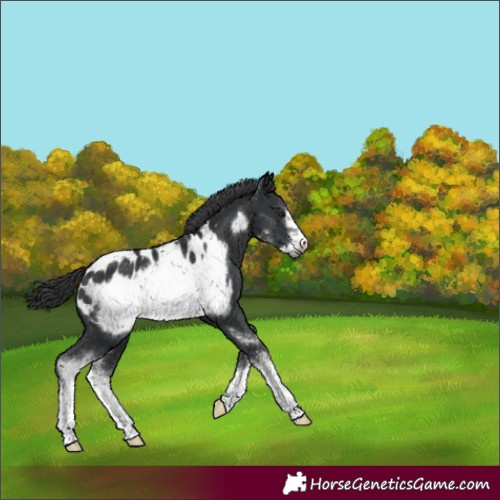 Horse Color:Black Sabino Frame Appaloosa
