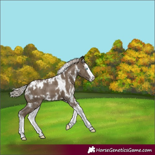 Horse Color:White Spotted Silver Smoky Black Splash