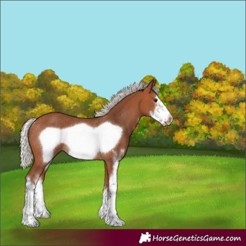 Horse Color:Silver Bay Sabino Frame Rabicano 