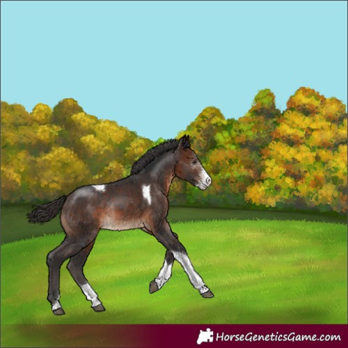 Horse Color:Brown Sabino Tobiano Appaloosa Rabicano 