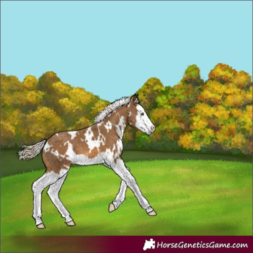 Horse Color:White Spotted Chocolate Palomino Splash 