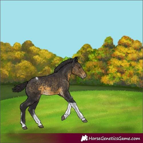 Horse Color:Buckskin Tobiano