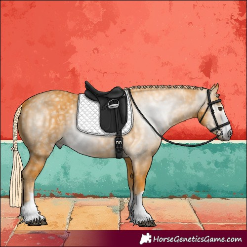 Horse Color:Gray Palomino 