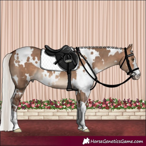 Horse Color:White Spotted Silver Brown Dun