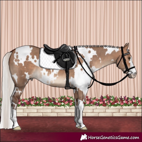 Horse Color:White Spotted Silver Brown Dun 