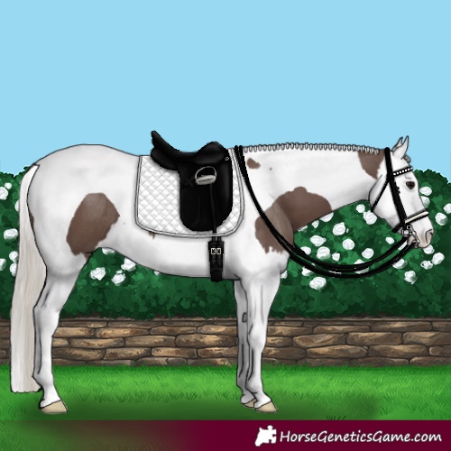 Horse Color:Silver Black Splash Tobiano 